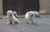 fluffy and charmin golden retrievers for sale
