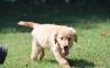 Top Family Raised Golden retriever Puppies