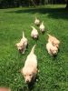 AKC registered golden retriever puppies