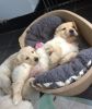 Golden Retriever puppies for sale to good families