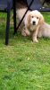 7 Golden Retriever X Labrador Puppies For Sale