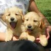 beautiful pair of golden retrievr pupppies