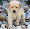 Clean And Nice Golden Retriever Pups For Sale