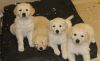 Home trained Golden Retriever Puppies Available