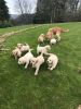 AKc. Kids Golden Retriever Puppies For Sale 11 Weeks Old