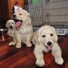 Available Golden Retriever Puppies