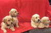We have 5 gorgeous, soft and fluffy golden retrievers puppies