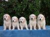 Sweet male and female Golden Retriever puppies,