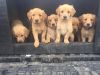 chamming goldern retriver puppies looking for a new and forever home