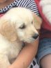 AKC Golden Retriever puppies - Several litters available ⭐️⭐️