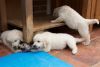 Golden Retriever Puppies Pure Bred For Temperament Share Tweet +1 Pin