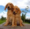 Excellent Golden Puppies