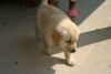 Golden Retriever Puppies available!!!