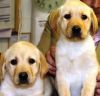Golden Retriver puppies