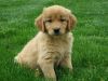 Well Trained Golden Retriever Puppies Still Available