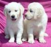 Report AdAdorable Golden Retriever Puppies Available Now