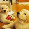 Excellent Golden Retriever Puppies