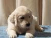 Golden Retriever Pups for adoption
