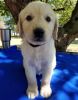 Stunning Golden Treviever Puppies For Sale