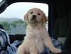 Golden Retriever puppies,Male and female 8weeks old available