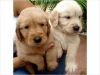 Male and Female Golden Retriever Puppies Available