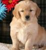 Soft Coated Golden Retriever puppies ready for loving homes