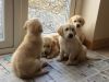 Pedigree Golden Retriever Pups