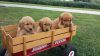 Adorable AKC Golden Retriever puppies