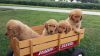 Spectacular AKC Golden Retriever puppies