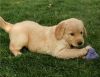 bnhjui Potty Trained Golden Retriever Puppies