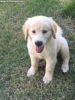 Well trained Golden Retriever puppies for kids