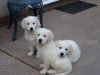 golden retrievers puppies ready for sale