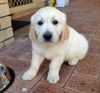 lovely male and female golden retriever puppies for adoption