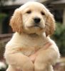 Super Cute Golden Retriever Puppies For Sale