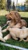 Amazing Golden Retriever puppies