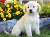 A sweet Golden Retriever puppy