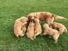 Cute Golden Retriever puppies