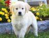 Beautiful Golden Retriever X Labrador Pups
