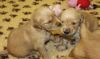 Beautiful Golden Retriever Puppies