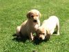 Cute Golden Retriever puppies for sale