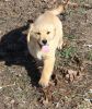 Quality Golden Retriever Puppies For Sale