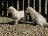 Beautiful Male and Female Golden Retriever puppies for sale