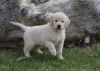 Full Blooded AKC Golden Retriever Puppies