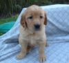 Full Blooded AKC Golden Retriever Puppies