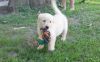 Home trained Golden Retriever Puppies available