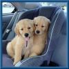 Registered Golden Retriever Puppies