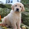 Purebred Golden Retriever Puppies available