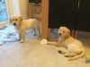 Awesome Golden retriever puppies are ready now