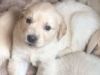 Golden Retriever X Labrador Puppies For Sale