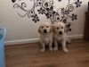 Beautiful Kc Registered Golden Retriever Pups